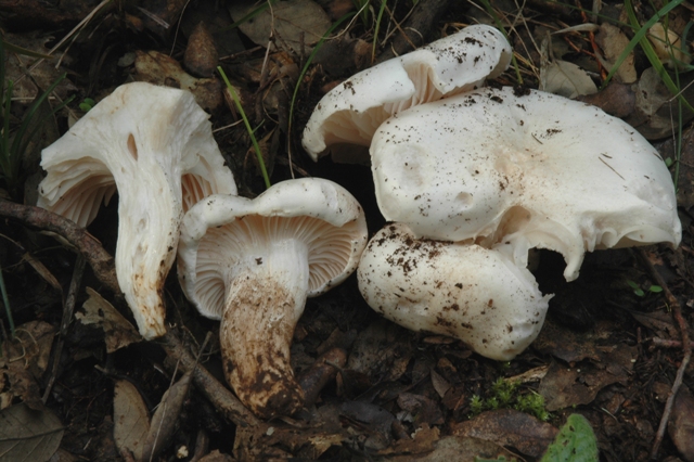 Hygrophorus penarius?